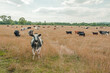 Cattle grazing in a summertime meadow.