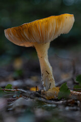 Mushroom yellow white Russula ochroleuca.