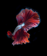 Wall Mural - Beautiful red dragon siamese fighting fish, betta fish isolated on Black background.Crown tail Betta in Thailand.