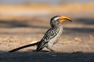 Canvas Print - Southern yellow billed hornbill