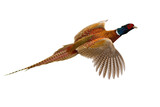 Fototapeta Zwierzęta - Common pheasant, phasianus colchicus, flying in the air isolated on white background. Ring- necked bird with spread wings hovering cut out on blank. Brown feathered animal in flight.