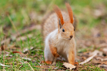 Wall Mural - Red squirrel sits on the ground with its leg tucked up