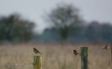 A Meadow Pipit Sits On A Wooden Fence Post Of A Barbed Wire Fence With A Stone Chat And Another Pipit In The Background 