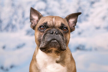 Wall Mural - Portrait of French Bulldog dog in front of blurry snow background