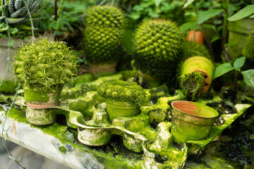 Wall Mural - Cacti of different shapes and breeds on the cactus farm. Plants for home and yard decor