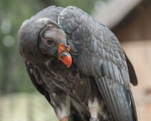 California Condor, Gymnogyps Californianus, A New World Vulture. Birds Show Trained Birds