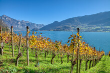 Countryside Autumn Landscape With Vineyards In Swiss Alps. Vineyards After Harvest In Quinten Village At The Lake Walensee. Switzerland, Europe