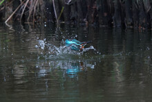 Common Kingfisher In Flight