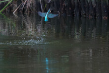 Common Kingfisher In Flight