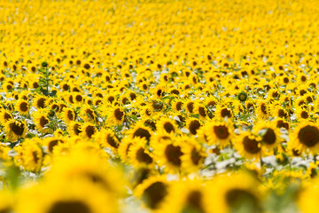 sunflower yellow detail field flower