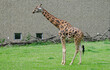 Żyrafa stojąca na zielonej trawie w ogrodzie