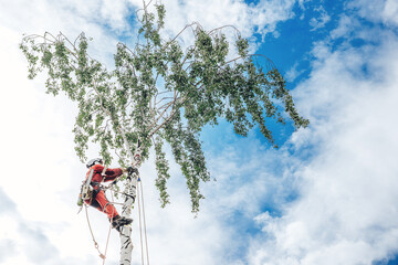 Arborist man cutting a branches with chainsaw and throw on a ground. The worker with helmet working at height on the trees. Lumberjack working with chainsaw during a nice sunny day.