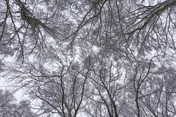 Wall Mural - Texture of tree crowns in winter snowy forest