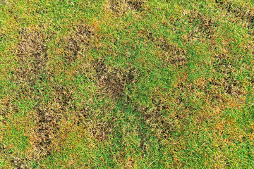 green and yellow grass texture brown patch is caused by the destruction of fungus rhizoctonia solani