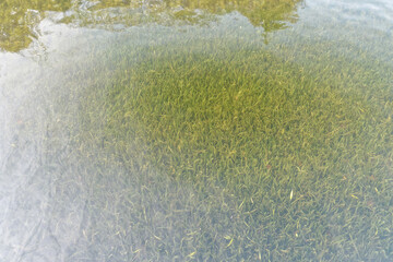 Wall Mural - Water grass in clean fresh water with peaceful ripples in sunny day