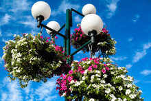 Street Lamp And Sky | Flowers