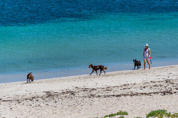 Wall Mural - People enjoying the beach for suntan or walking the dog.