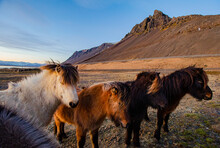 Icelandic Horse With A Thick Winter Coat, In A Field Next To Vestrahorn, Mountain. 