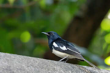 Wall Mural - Close-up Oriental Magpie Robin Isolated on Background