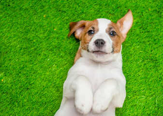 Poster - Cute Jack russell terrier puppy lying on its back on summer green grass. Top down view. Empty space for text