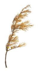 Wall Mural - Dry common juniper, Juniperus communis twig isolated on white background