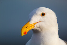 A Close Up Portrait Of A Seagull