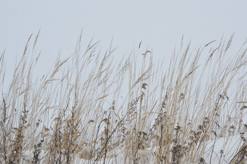 Naklejka na meble Dry grass field under snow. Winter floral background.