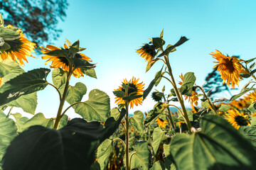 Sunflower field in the morning on the mountain