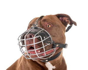 Wall Mural - american pitbull and muzzle