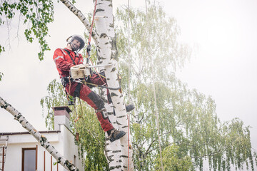 Canvas Print - Arborist cuts branches on a tree with a chainsaw, secured with safety ropes.