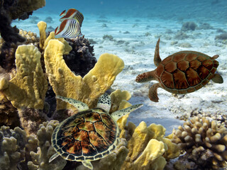 Wall Mural - Underwater Panorama With Turtle, Coral Reef And Fishes