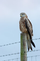 Wall Mural - red kite perched on a fence post with blue sky in the background.