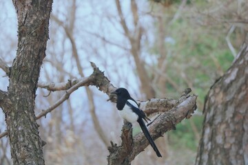 crow on tree