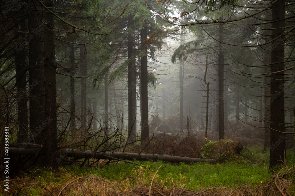 Obraz na płótnie Bajkowa sceneria w lesie skąpanym w gęstej mgle w salonie