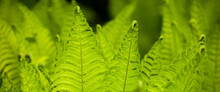 Bannere Size Photo Ofd Beautyful Ferns Leaves Green Foliage Natural Floral Fern Background In Sunlight.