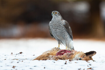 Wall Mural - Northern goshawk, accipiter gentilis, standing next to dead fox on snow. Grey striped bird observing near to killed prey on white grassland. Animal wildlife with copy space.