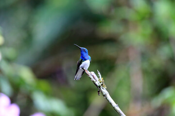 Sticker - White-necked jacobin (Florisuga mellivora) in Ecuador