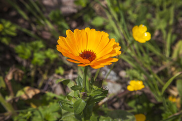 Sticker - yellow flower on the field in a countryside