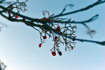 Wall Mural - Dark branches of mountain ash against the sky