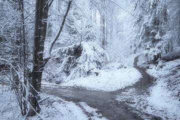 Wall Mural - Forest in winter