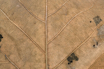 Poster - Brown Teak leaf close up