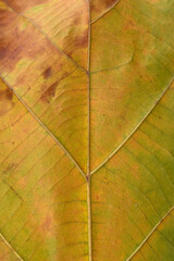 Poster - green Teak leaf close up