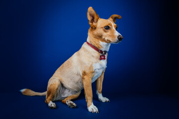 Funny dog against blue background 