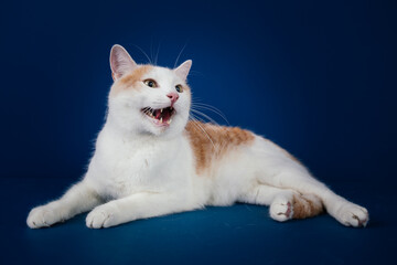 White and orange  mix0breed cat against blue background. 