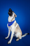 Fototapeta  - Funny dog against blue background 