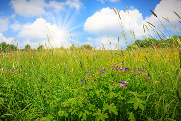 Wall Mural - Spring field and blue sky with big clouds and sun.