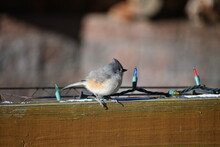 Tufted Titmouse Sitting On Wooden Fence With Christmas Lights