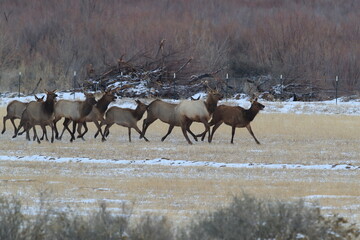 Wall Mural - Wapiti  in Bosque del Apache National Wildlife Refuge, New Mexico USA