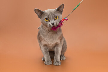 Beautiful cat of the European Burmese breed