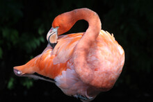 Roter_Flamingo